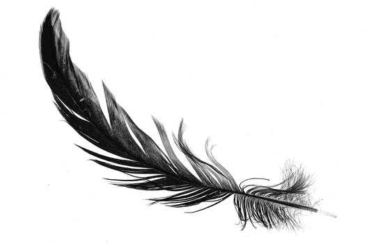 a black feather on a white isolated background