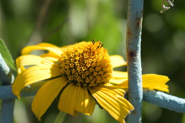 bee on sunflower