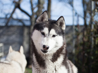 Siberian husky puppy on the street	