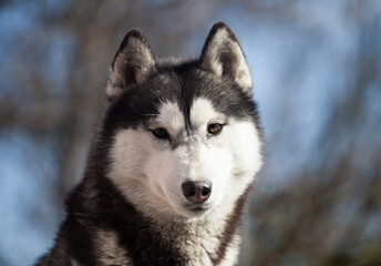 Siberian husky puppy on the street	