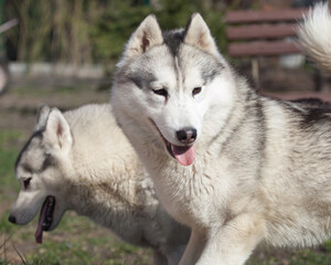 Beautiful siberian husky puppy in the park