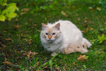 Naklejka na ściany i meble A white cat with a brown muzzle sits in a green grass.