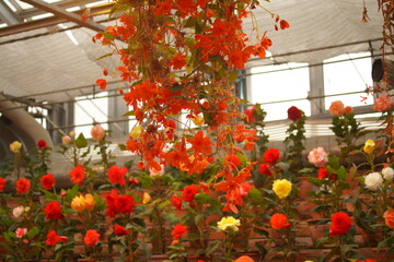 ベゴニアガーデン