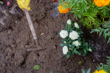 Planting flowers by farmer in garden bed of country house. Garden seasonal work concept