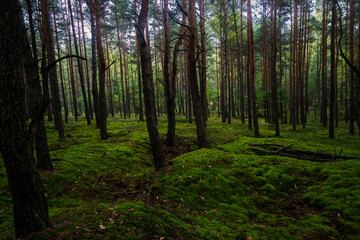 Obraz premium Las pełen zielonego mchu A forest full of green moss