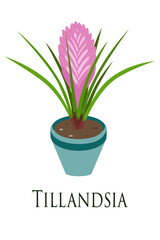 Tillandsia. House plant. Flat design. Vector illustration.
