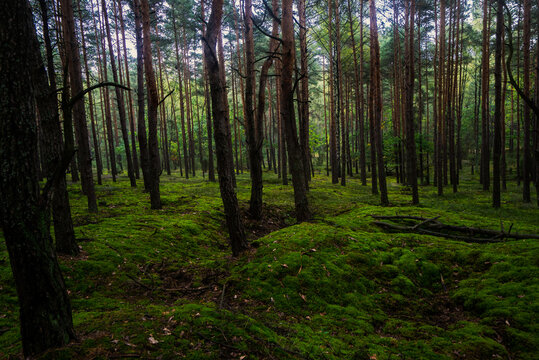 Las pełen zielonego mchu A forest full of green moss © SebbPL