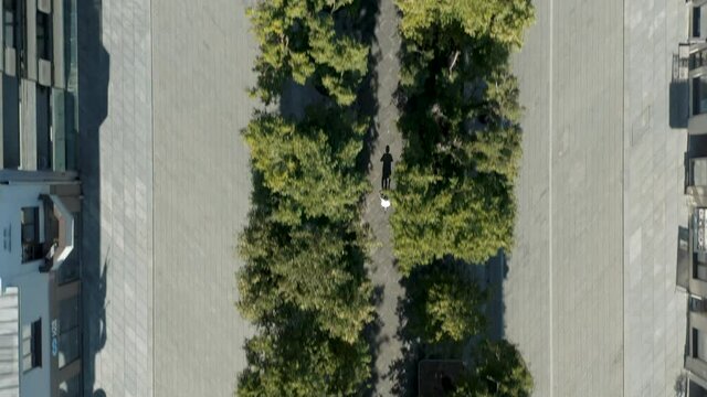 Aerial Drone Camera View Of Bike Rider Cycling Through The City Between Trees. You Can See Cyclist Silhouette Shadow From Top Down Perspective.