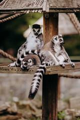 Lemury wypoczywają w miejskim ogrodzie zoologicznym