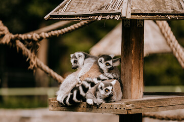 Lemury wypoczywają w miejskim ogrodzie zoologicznym