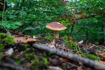 Borowik prawdziwek szlachetny grzyb rosnący w lesie
Boletus edulis mushroom growing in the forest