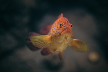 Kolorowa słonowodna ryba z miejskiego zoo. - obrazy, fototapety, plakaty