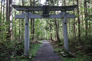 森に佇む鳥居