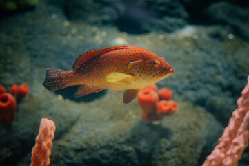 Kolorowa słonowodna ryba z miejskiego zoo.