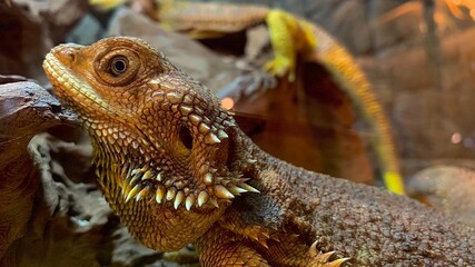 bearded dragon lizard