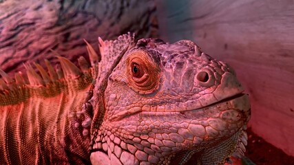 close up of a iguana