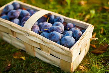 Basket with ripe plums on a sunny day