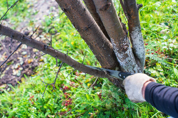 A farmer's hand with saw cuts off branch fruit tree. Gardening Tools. Agricultural concept.