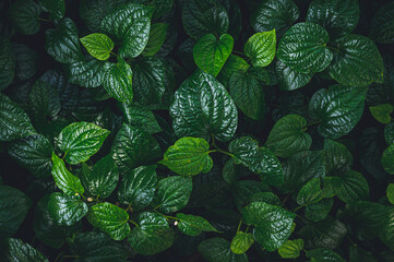 closeup nature view of green leaf and palms background. Flat lay, tropical leaf Used as a background