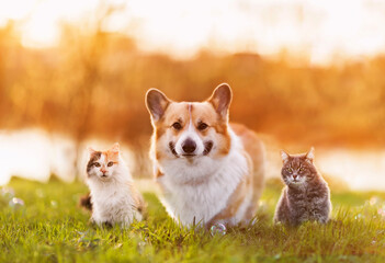 fluffy friends a corgi dog and two beautiful cats are sitting on a summer sunny warm meadow