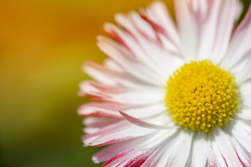 Daisy macro on green sunny blurred background banner. Macro nature spring flower closeup