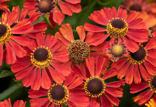 Beautiful colorfjul image of Common Sneezeweed Helenium Autumnale flower in English country garden landscape setting