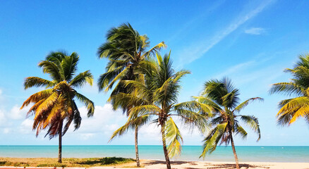Fototapeta na wymiar Coconut trees , wind and sea