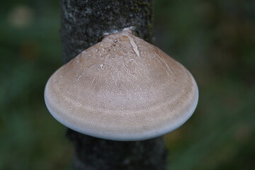 
Fomitopsis betulina (previously Piptoporus betulinus), commonly known as the birch polypore, birch...