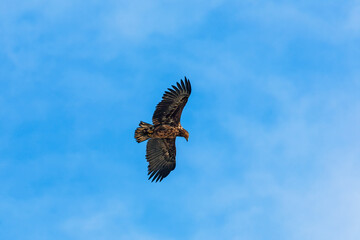 White-tailed eagle flying with spread wings on a blue sky