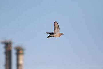 Wood pigeon in flight