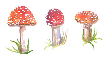 Set of colorful mushrooms