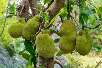 Jackfruit tree full of ripe bumpy large fruit, tropical tree growing mostly in Asia, Africa or...