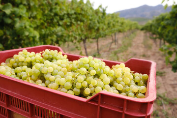 Crate full of freshly picked white wine grapes (Semillon) in the vineyard where they were harvested.