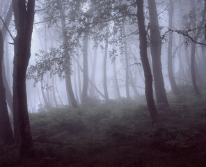 Foggy forest with beautiful light