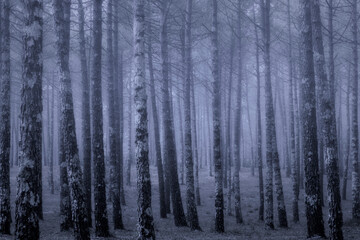 Fototapeta na wymiar Foggy forest at dusk