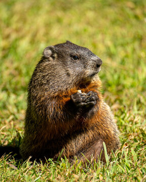 Marmot Groundhog  sitting up  watching in a field of grass.
