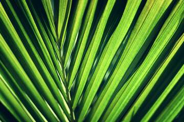 tropical leaf texture, foliage nature green palm background
