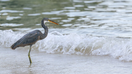 great blue heron in the water