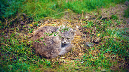 Gray cat lying on the grass