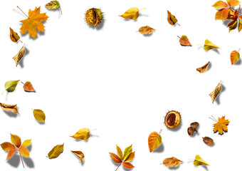 Autumn layout composition frame of dry leaves of twigs and berries on white background, Flat lay, top view, copy space, fall concept