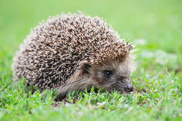 hedgehog on the grass.