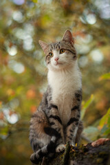 Naklejka na ściany i meble Photo of a brown tabby cat in autumn.