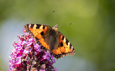 Schmetterling Kleiner Fuchs