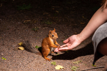 A girl feeds a squirrel from her hand in the forest. Squirrel on earth
