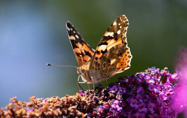 Makro Distelfalter Schmetterling