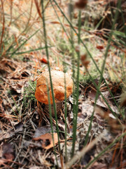 Boletus mushroom in the forest with sun light in an autumn forest. Search for mushrooms in the forest. Forest mushrooms concept.