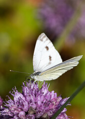 Kohlweißling Schmetterling