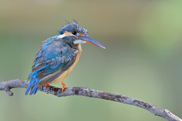 little young bird with new growth feathers on its head and body, juvenile common kingfisher...