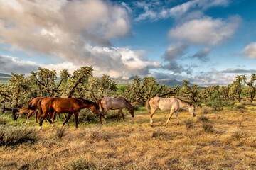 Obraz na płótnie Canvas Salt River Wild Horses