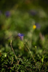 Mountain, alps, view, snow